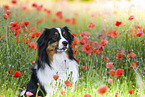 Australian Shepherd portrait