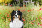 Australian Shepherd portrait