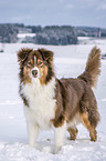 standing Australian Shepherd