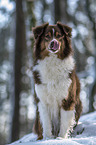 sitting Australian Shepherd