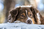 lying Australian Shepherd