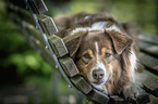 lying Australian Shepherd