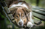 lying Australian Shepherd