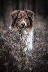 Australian Shepherd portrait