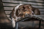 lying Australian Shepherd