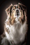 Australian Shepherd portrait