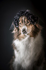 Australian Shepherd portrait