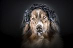 Australian Shepherd portrait