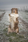 begging Australian Shepherd