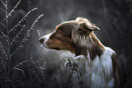 Australian Shepherd portrait