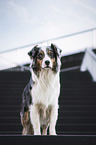 sitting Australian Shepherd