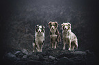 standing Australian Shepherds