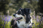 Australian Shepherd portrait