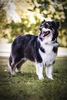 standing Australian Shepherd