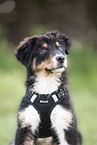 Australian Shepherd portrait