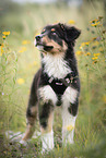 standing Australian Shepherd