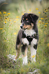 standing Australian Shepherd