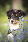 Australian Shepherd portrait