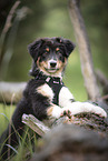 Australian Shepherd