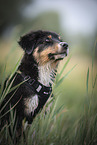 sitting Australian Shepherd