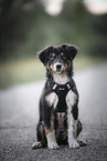 sitting Australian Shepherd