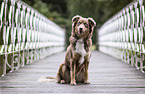 Australian Shepherd