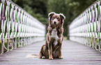 Australian Shepherd