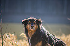 male Australian Shepherd