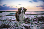 standing Australian Shepherd