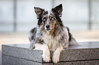 lying Australian Shepherd