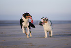 Australian Shepherds on the beach