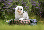 Australian Shepherd puppy