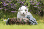 Australian Shepherd puppy