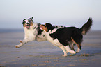 Australian Shepherds on the beach