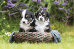 Australian Shepherd puppies