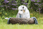 Australian Shepherd puppy