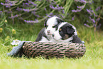 Australian Shepherd puppies