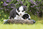 Australian Shepherd puppies