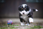 Australian Shepherd puppy