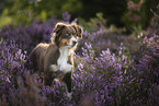 Australian Shepherd in the heath