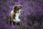 Australian Shepherd in the heath