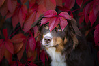 Australian Shepherd between leaves