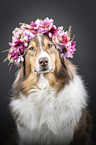 Australian Shepherd portrait