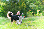 woman with Australian Shepherd