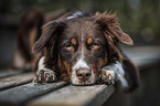 lying Australian Shepherd