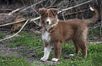 standing Australian Shepherd Puppy