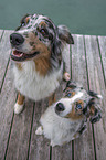 sitting Australian Shepherds