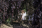 sitting  Australian Shepherd