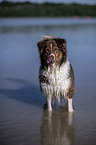 standing Australian Shepherd