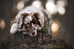 lying Australian Shepherd